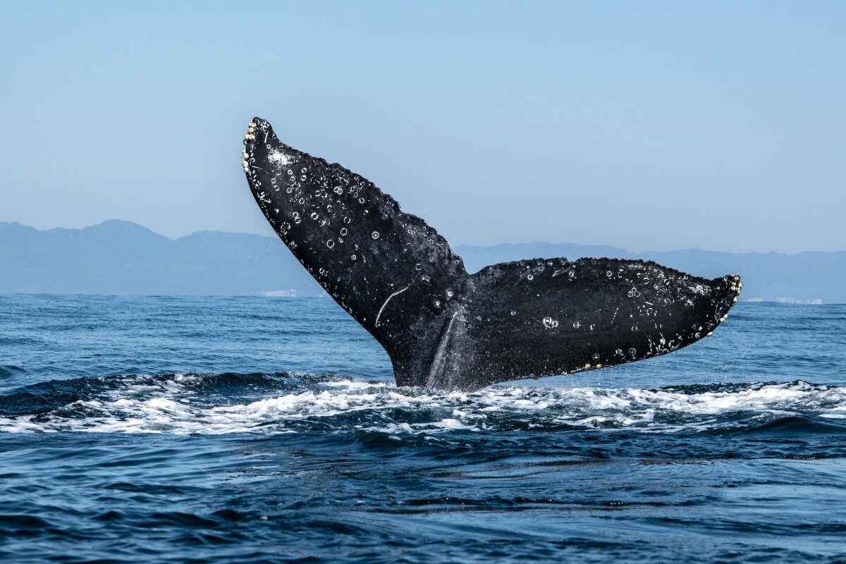 whale-paola-ocaranza-3rbm2xxepno-unsplash-9364507