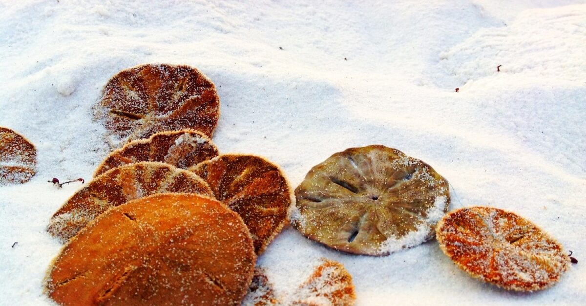 sand-dollar-1200x628-8284397