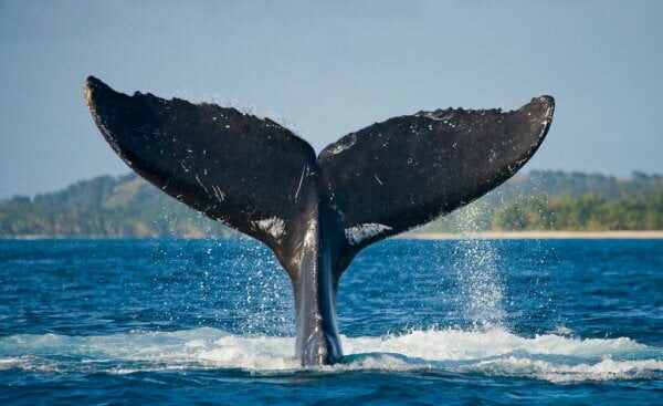 bitcoin-whale-depositphotos_67325263-stock-photo-humpback-whale-jumping-out-of-7987092